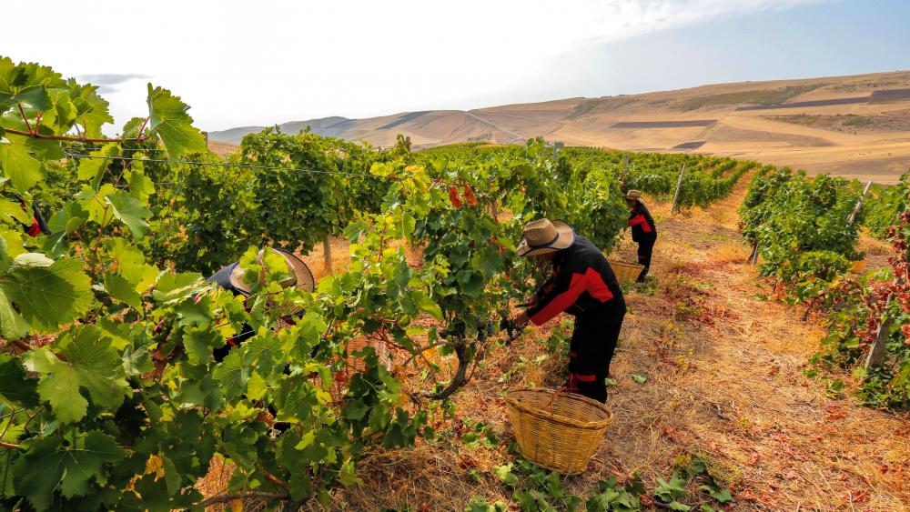 Harvesting of grapes