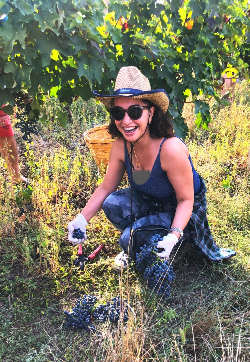 Photo of the Chabiant Wine Harvest contest