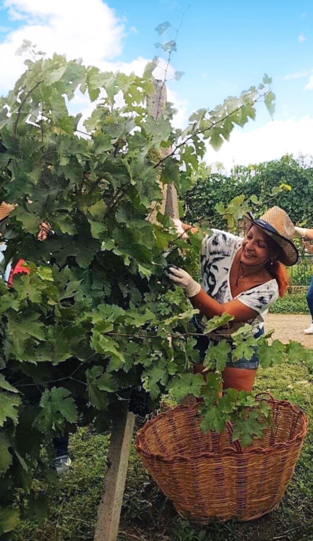 Photo of the Chabiant Wine Harvest contest