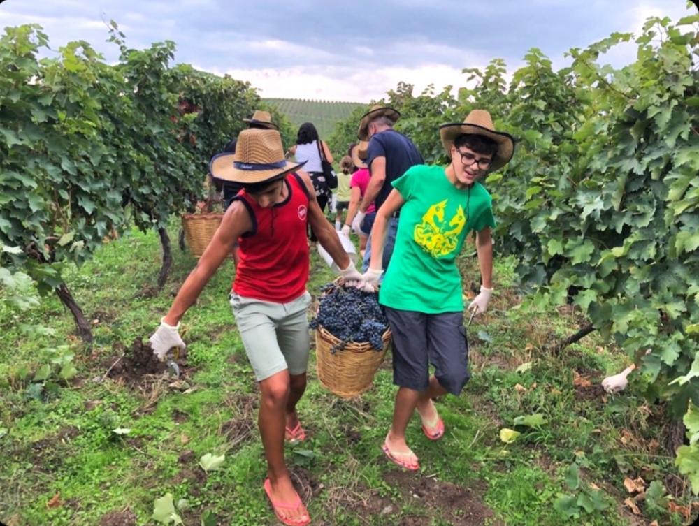 Photo of the Chabiant Wine Harvest contest