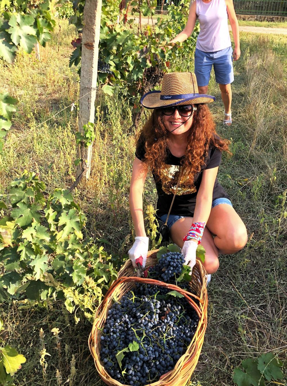 Photo of the Chabiant Wine Harvest contest