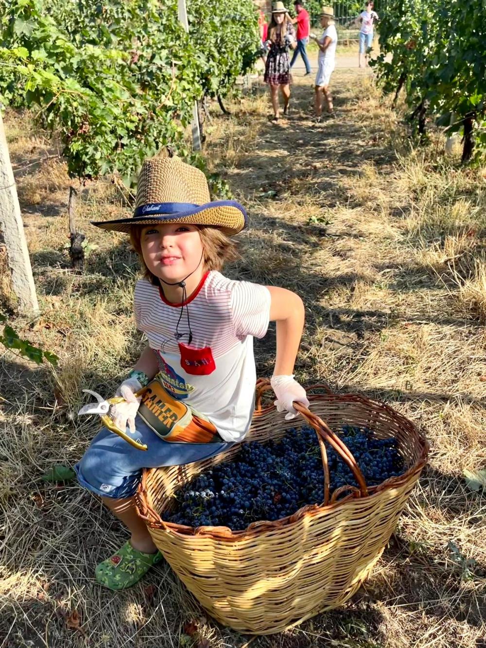 Photo of the Chabiant Wine Harvest contest