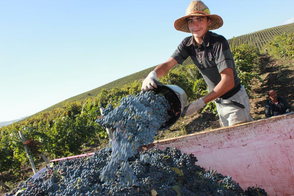 Harvesting grapes